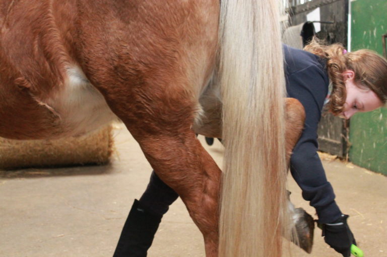 Rund ums Pony