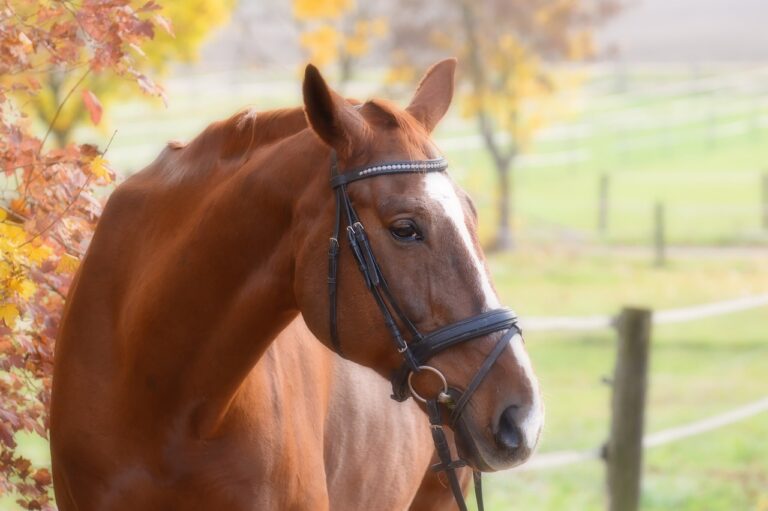Reiten