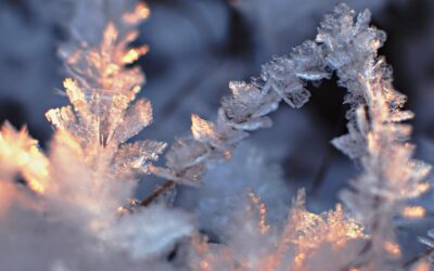 Leos Schnuppertag am 11.12.2025